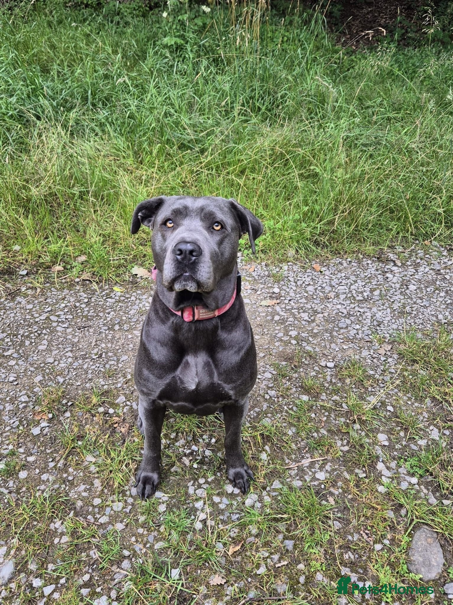 Cane Corso dogs MERLE & BLUE CANE CORSO PUPPIES - Advert 1