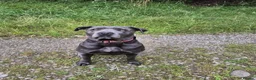 Cane Corso dogs for sale: MERLE & BLUE CANE CORSO PUPPIES - Advert 1