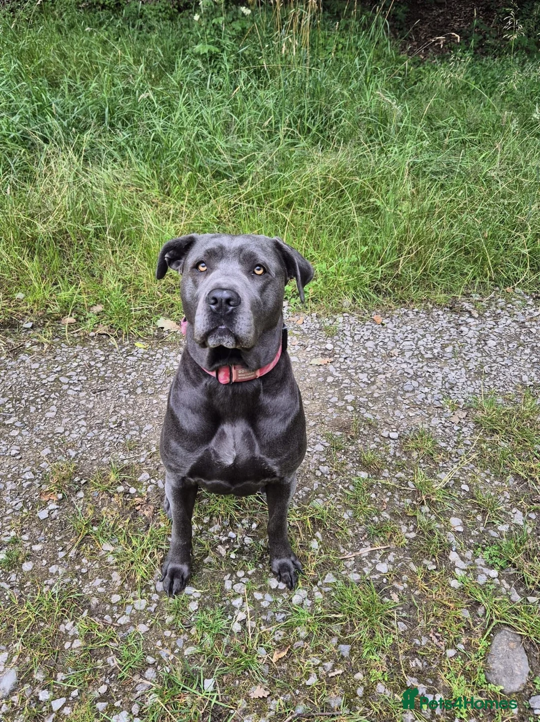 Cane Corso dogs for sale: MERLE & BLUE CANE CORSO PUPPIES - Advert 1