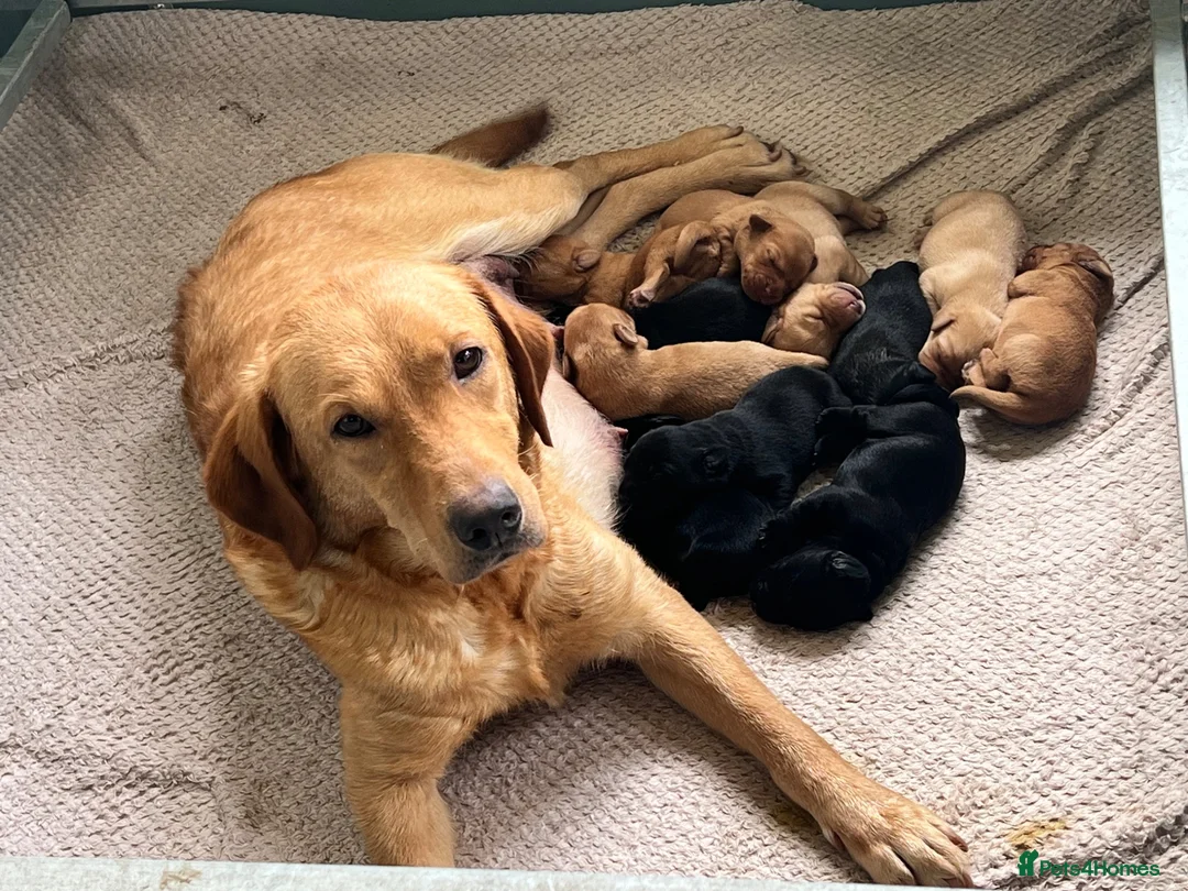 Labrador Retriever dogs for sale: KC BLACK FOX RED YELLOW LAB PUPS HEALTH TESTED - Advert 1