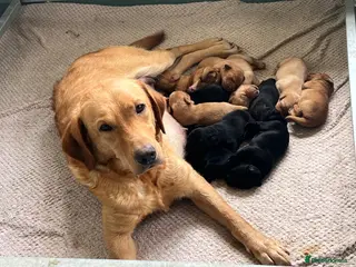 Labrador Retriever dogs KC BLACK FOX RED YELLOW LAB PUPS HEALTH TESTED - Advert 5