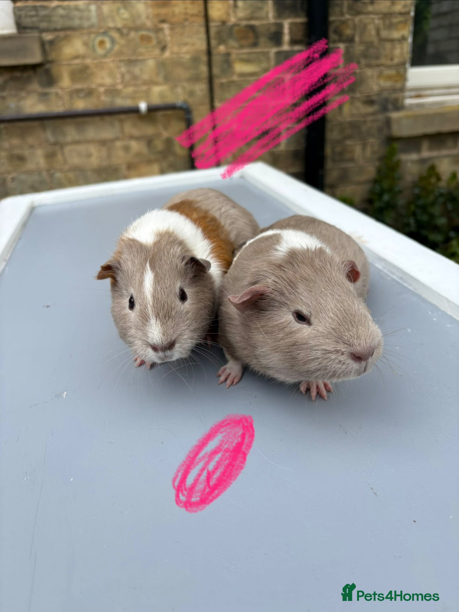 Guinea Pig rodents Guinea pigs ready now  - Advert 20