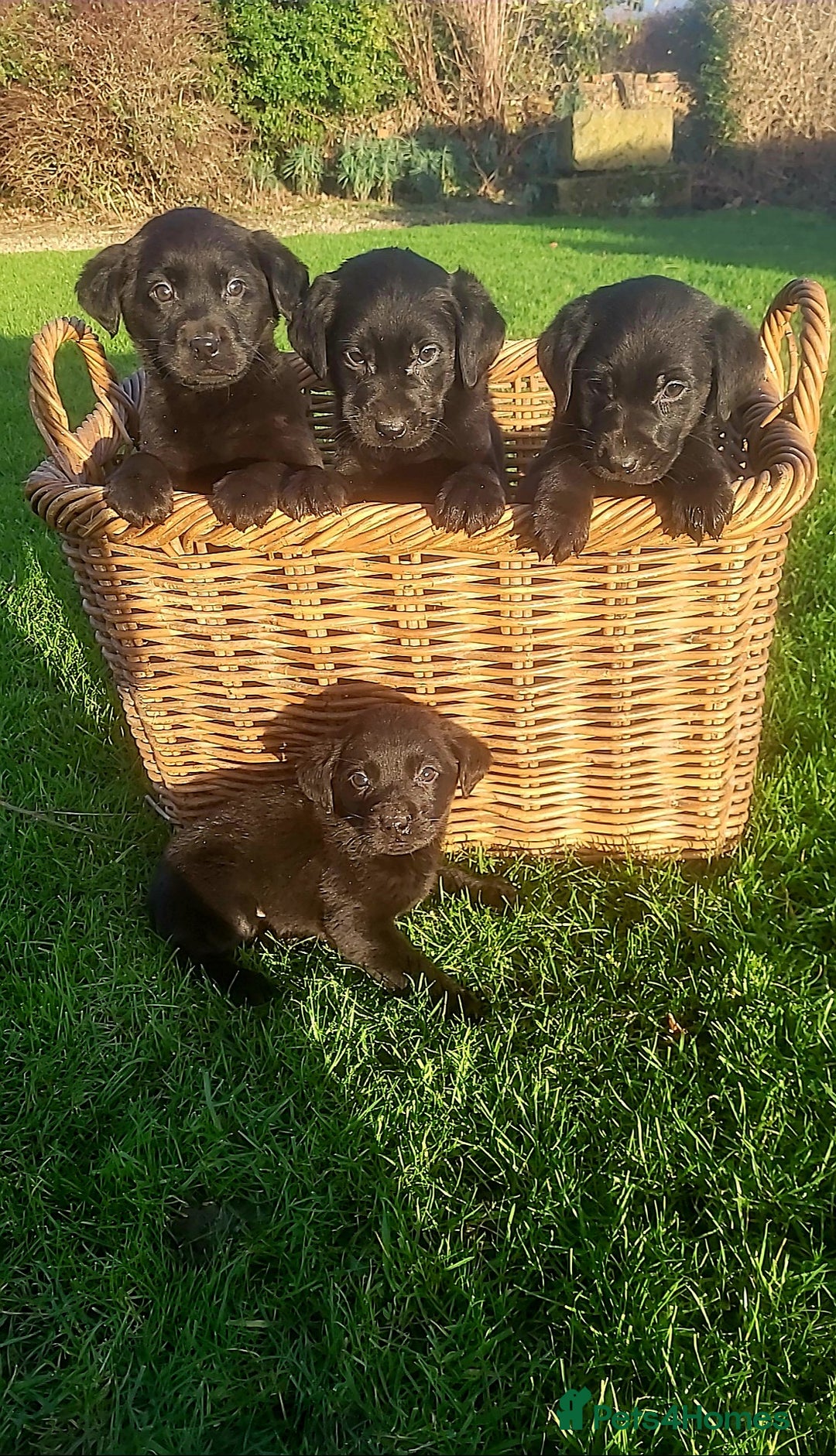 Labrador Retriever dogs for sale: Labrador puppies  - Advert 6