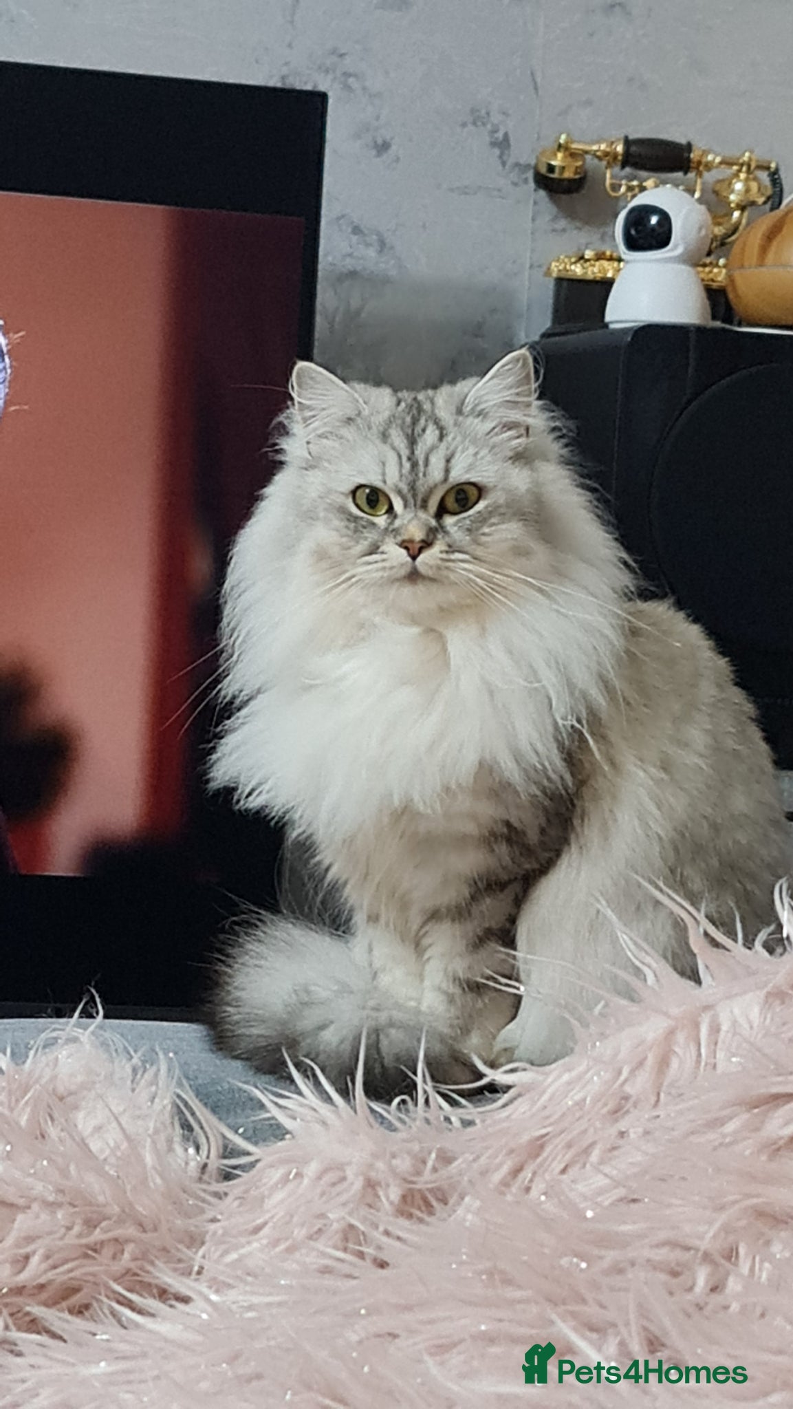 Persian cats for sale: Persian kittens  - Advert 1