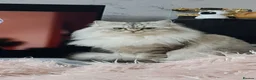 Persian cats for sale: Persian kittens  in Worksop - Advert 1