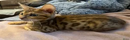Bengal cats for sale: Stunning male Bengal  - Advert 5
