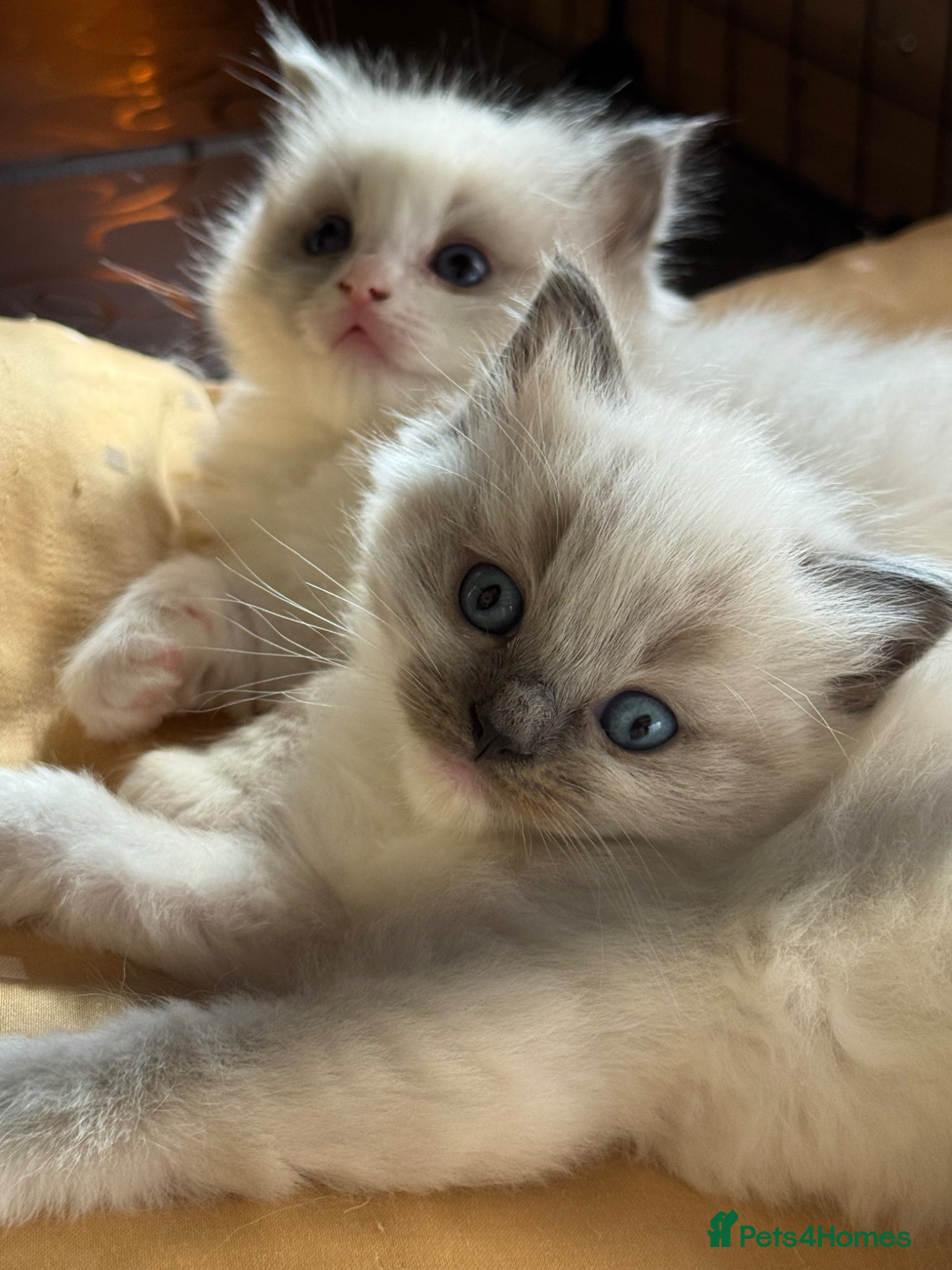 Ragdoll cats Gorgeous pedigree Ragdoll Kittens  - Advert 1