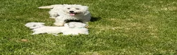 West Highland Terrier dogs for sale: West Highland Terrier Puppies - Advert 8