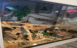 Mixed Breed rodents for sale: Micro Squirrels (African Pygmy Dormice) - Image 2