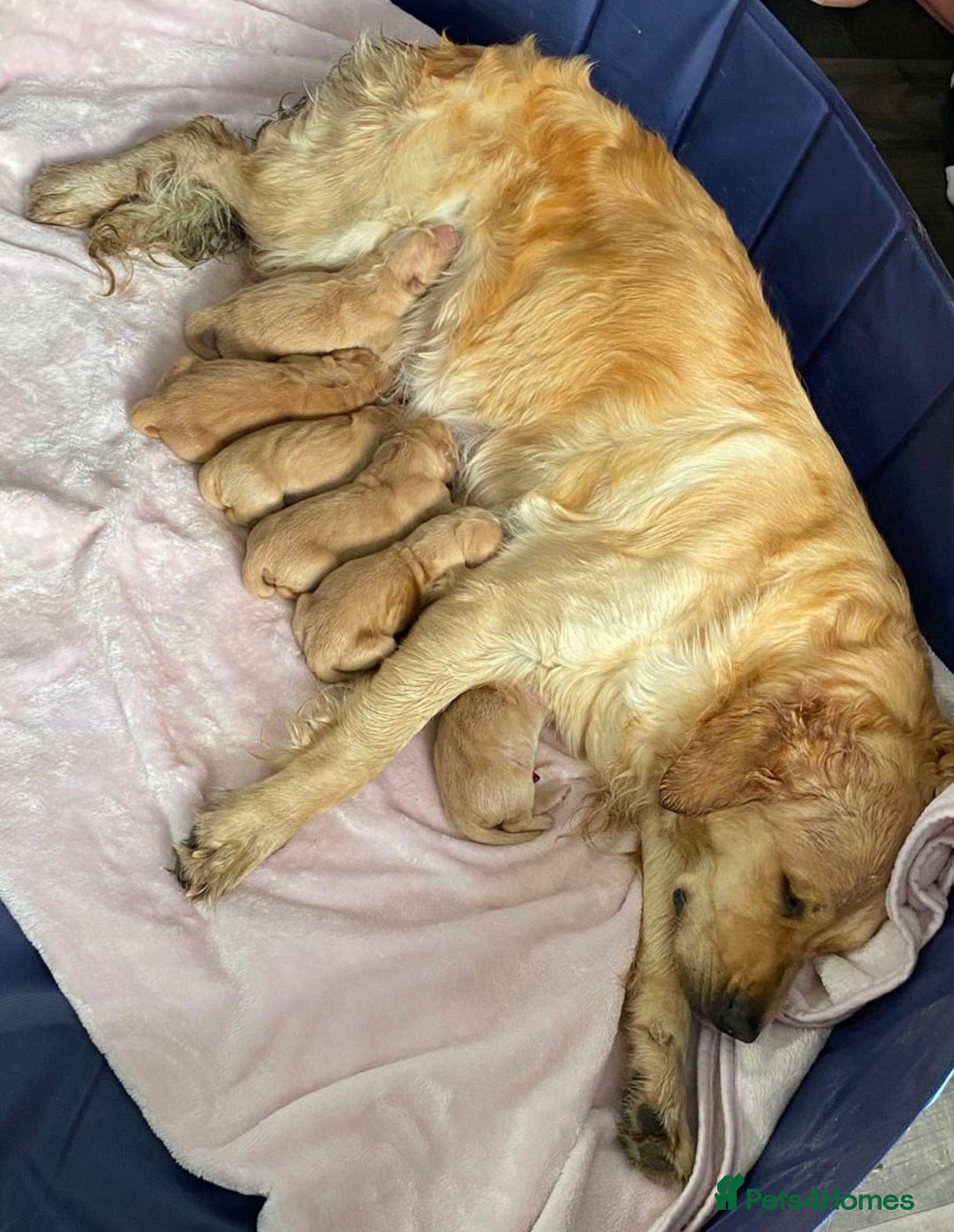 Golden Retriever dogs for stud: Handsome Golden Retriever for Stud - Advert 13