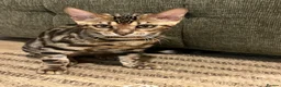 Bengal cats for sale: Male Bengal  - Advert 5