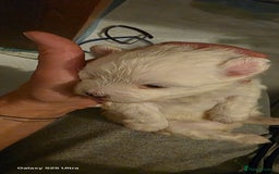 Maltese dogs for sale: Puppy maltese - Image 21