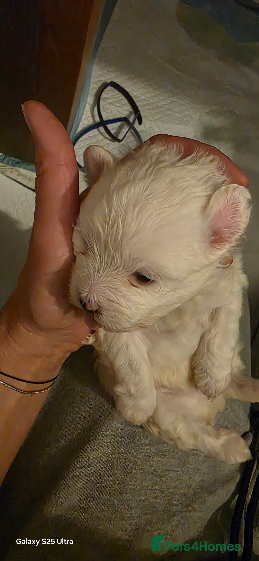 Maltese dogs for sale: Puppy maltese - Image 21
