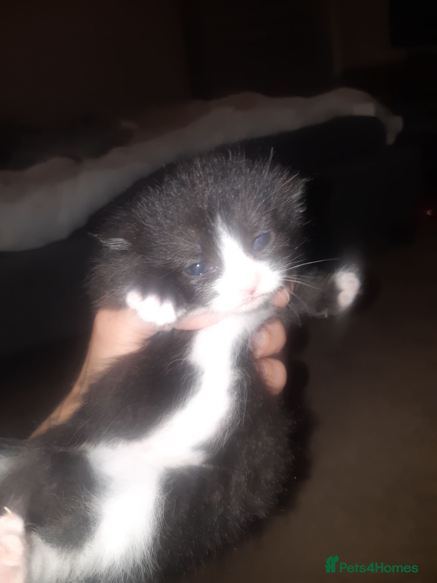 Mixed Breed cats Gorgeous Fluffy Kittens - Advert 3