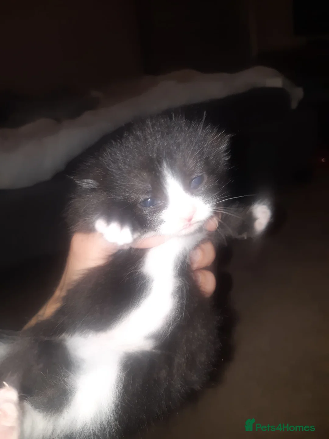 Mixed Breed cats for sale: Gorgeous Fluffy Kittens - Advert 1