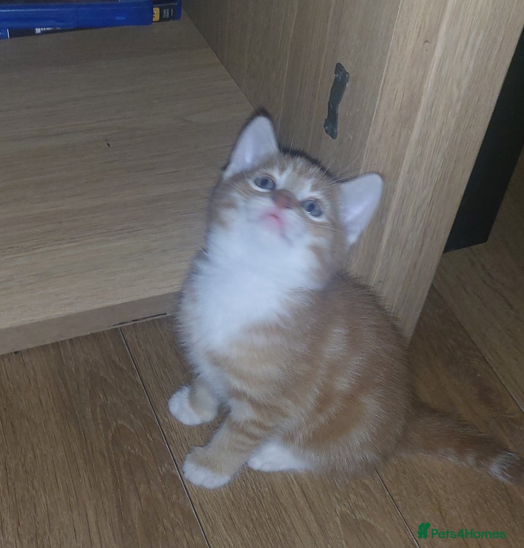 Mixed Breed cats for sale: 1 white, ginger and caramac kitten  - Advert 15