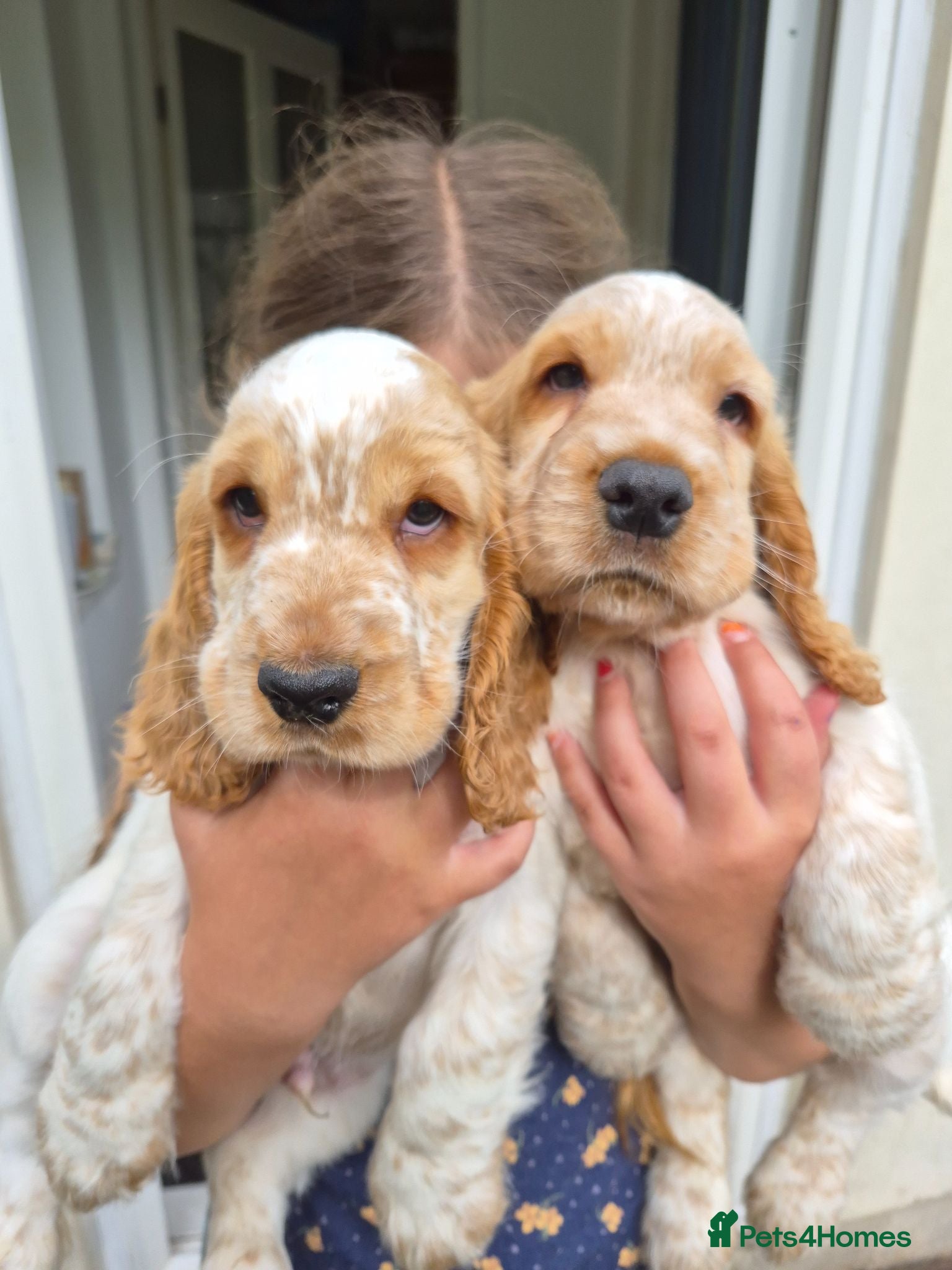 Cocker Spaniel dogs Show Cocker Spaniel - Advert 5