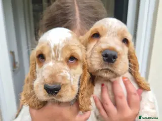 Cocker Spaniel dogs Show Cocker Spaniel - Advert 5