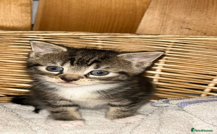 Mixed Breed cats - Advert 12