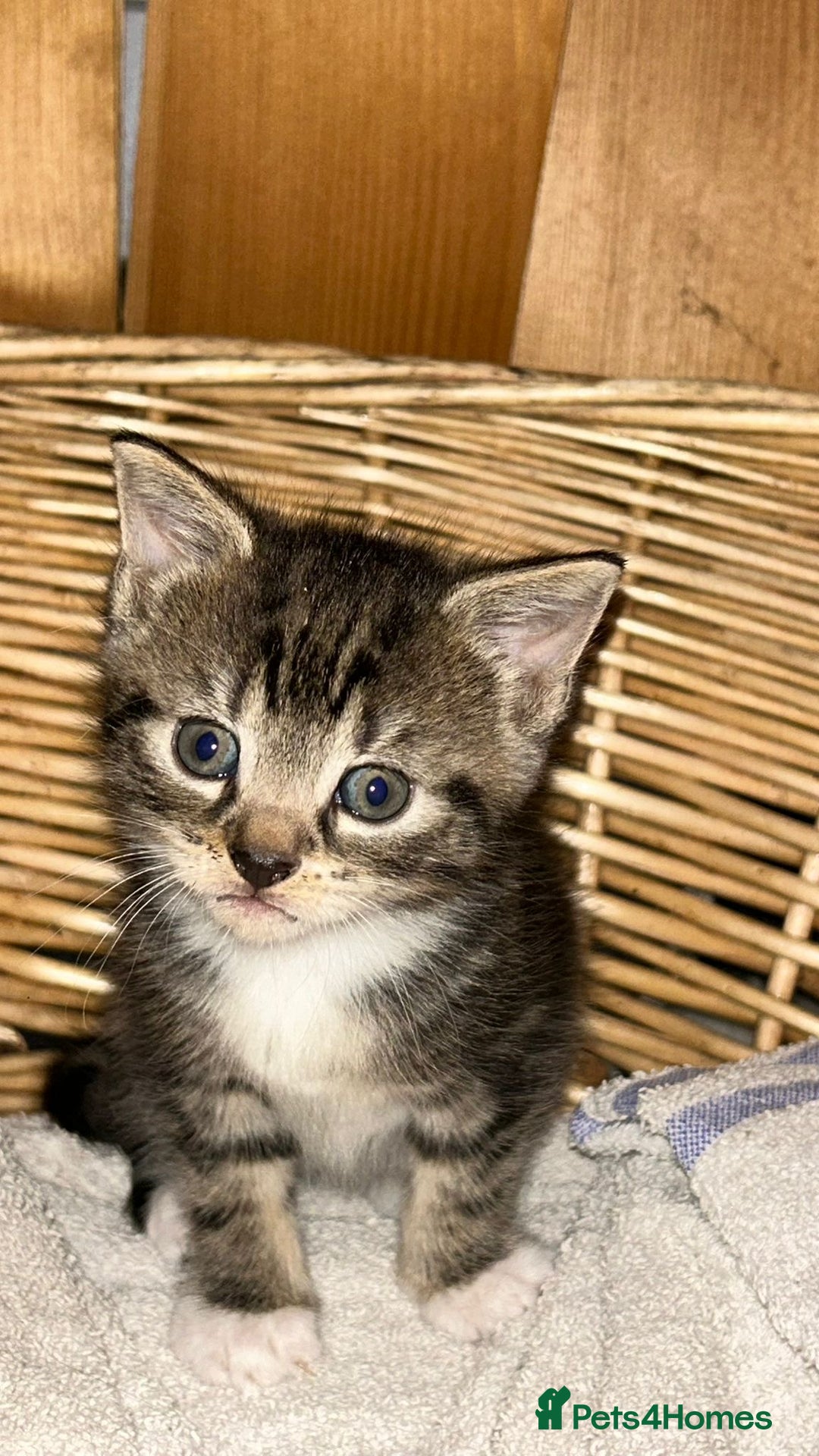 Mixed Breed cats for sale: Mixed bead boys  - Image 1