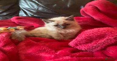 Ragdoll cats - Advert 15