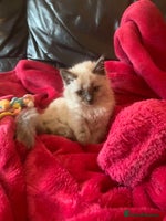 Ragdoll cats - Advert 7