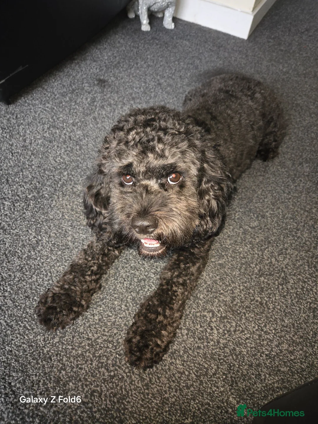 Cockapoo dogs for sale: American cockapoo puppies - Advert 1