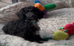 Miniature Poodle dogs for sale: Cavapoo poodle  - Image 3