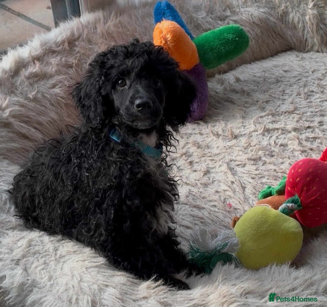 Miniature Poodle dogs for sale: Cavapoo poodle  - Image 3