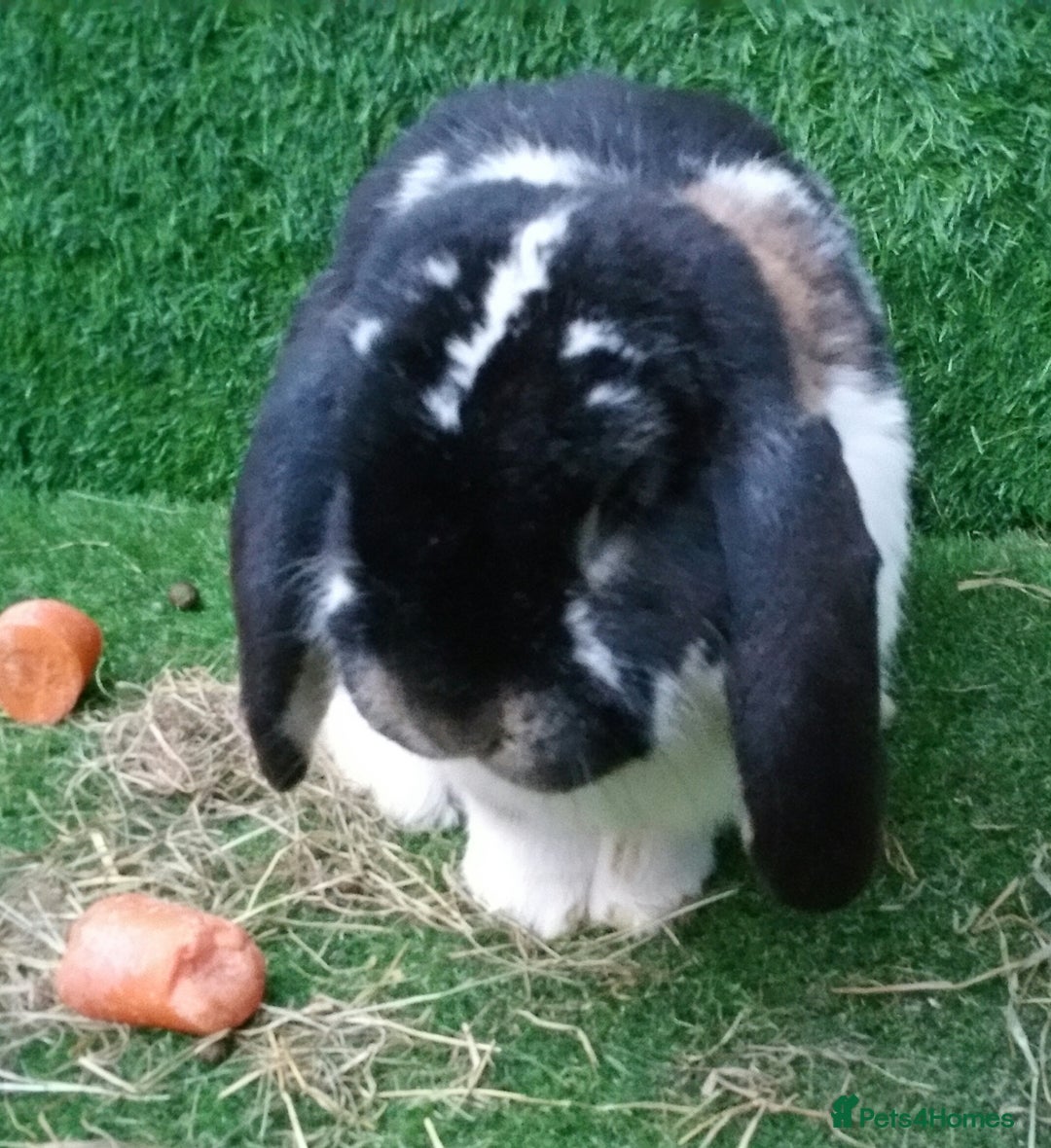 French Lop rabbits for sale: Adult Giant French Lop Buck - RETIREMENT HOME :)  - Image 3