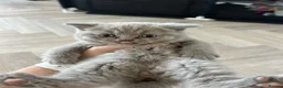 British Shorthair cats for sale: Beautiful lilic grey BSH British shorthair kittens - Advert 5