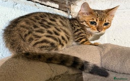 Bengal cats for sale: Stunning Snow Bengals  - Image 7
