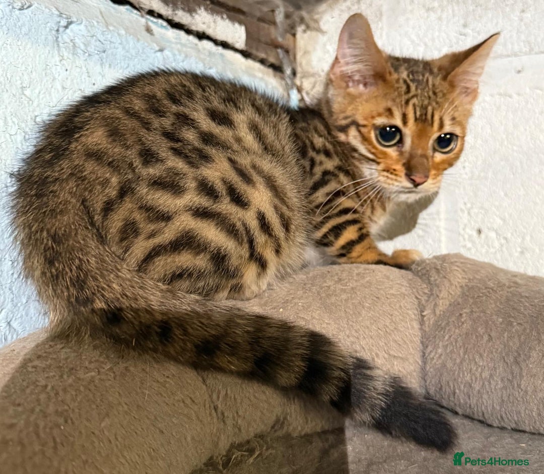 Bengal cats for sale: Stunning Snow Bengals  - Image 7