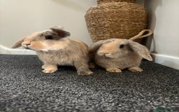 Mini Lop rabbits for sale: Minilop Rabbits - Image 6