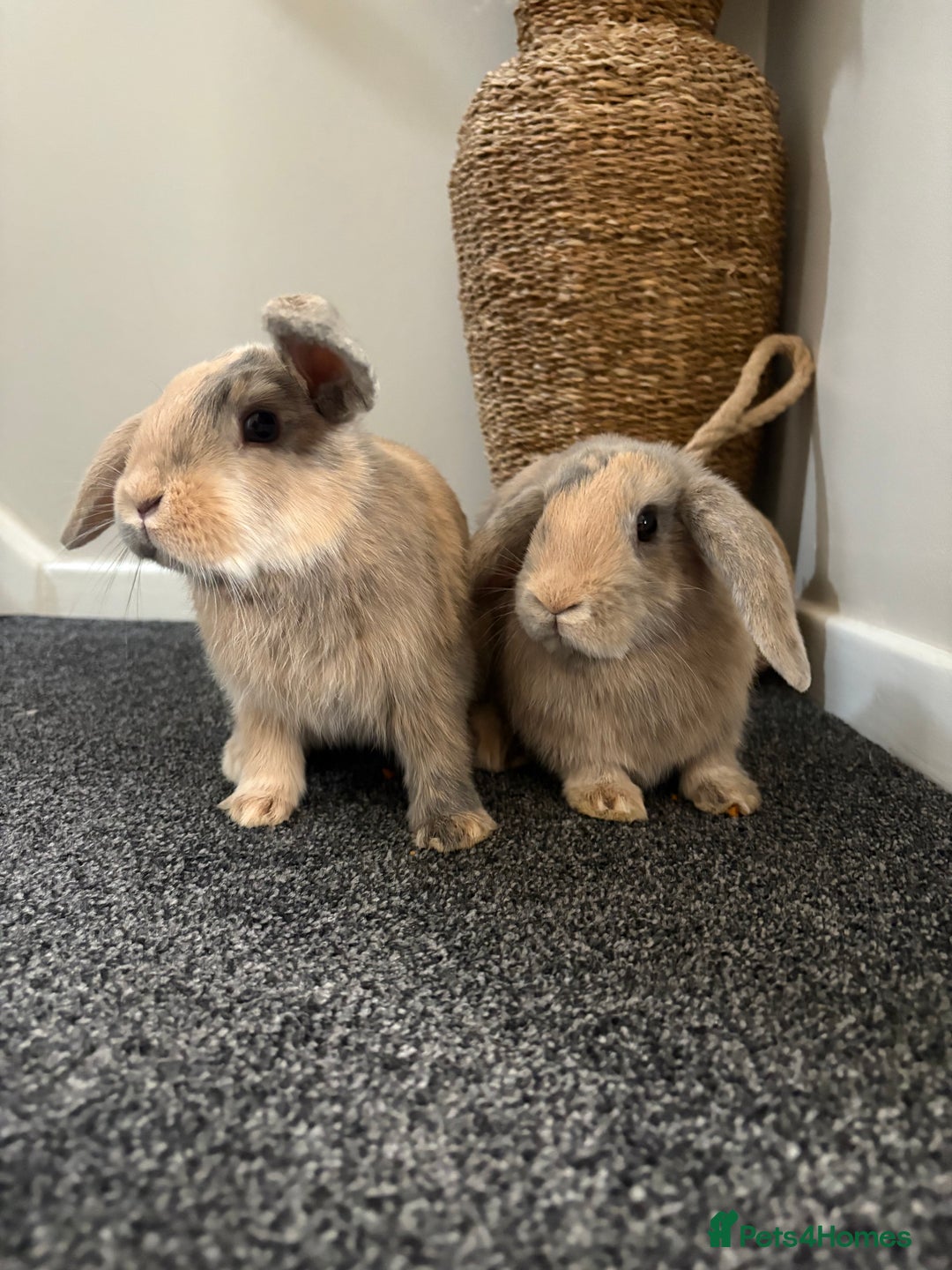 Mini Lop rabbits for sale: Minilop Rabbits - Image 6