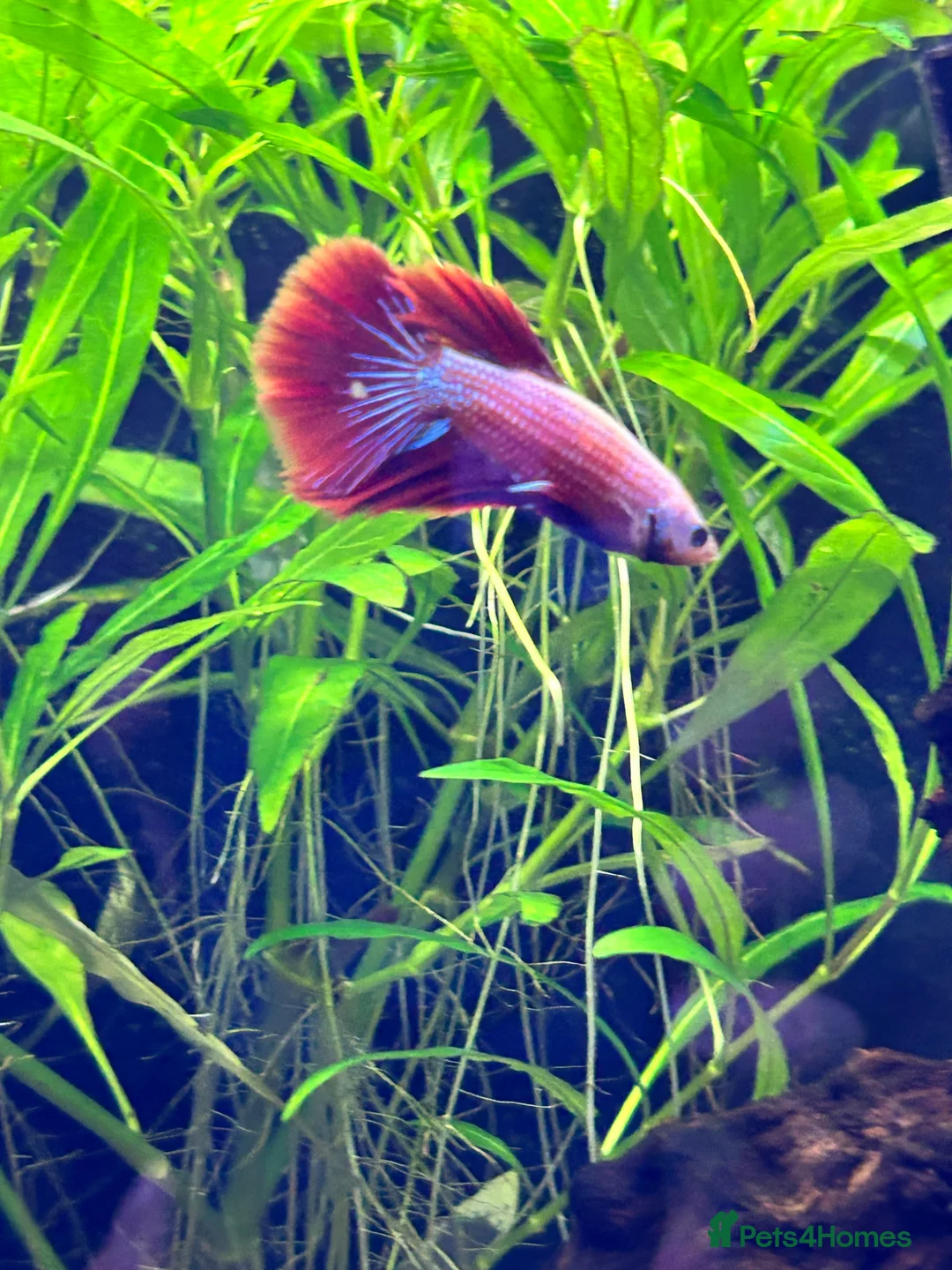 Bettas fish for sale: Male Betta Fish in Rugeley - Advert 2