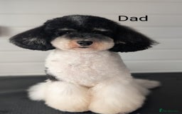 Toy Poodle dogs for sale: READY NOW 2  BROWN & WHITE Rare Toy Parti Poodles - Image 10