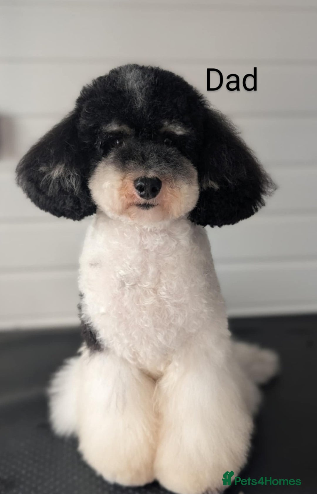 Toy Poodle dogs for sale: READY NOW 2  BROWN & WHITE Rare Toy Parti Poodles - Image 10