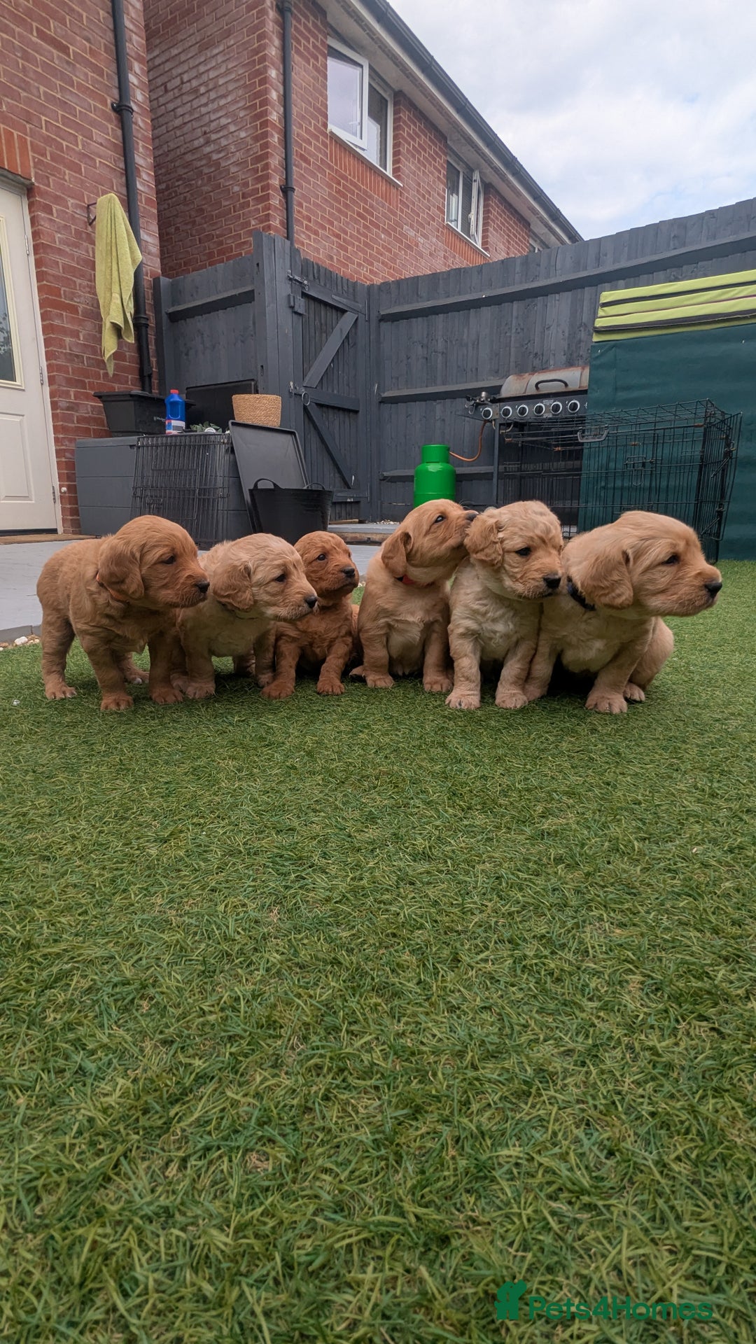 Mini Goldendoodle dogs for stud: Our Fluffy Prince 👑 - Image 10