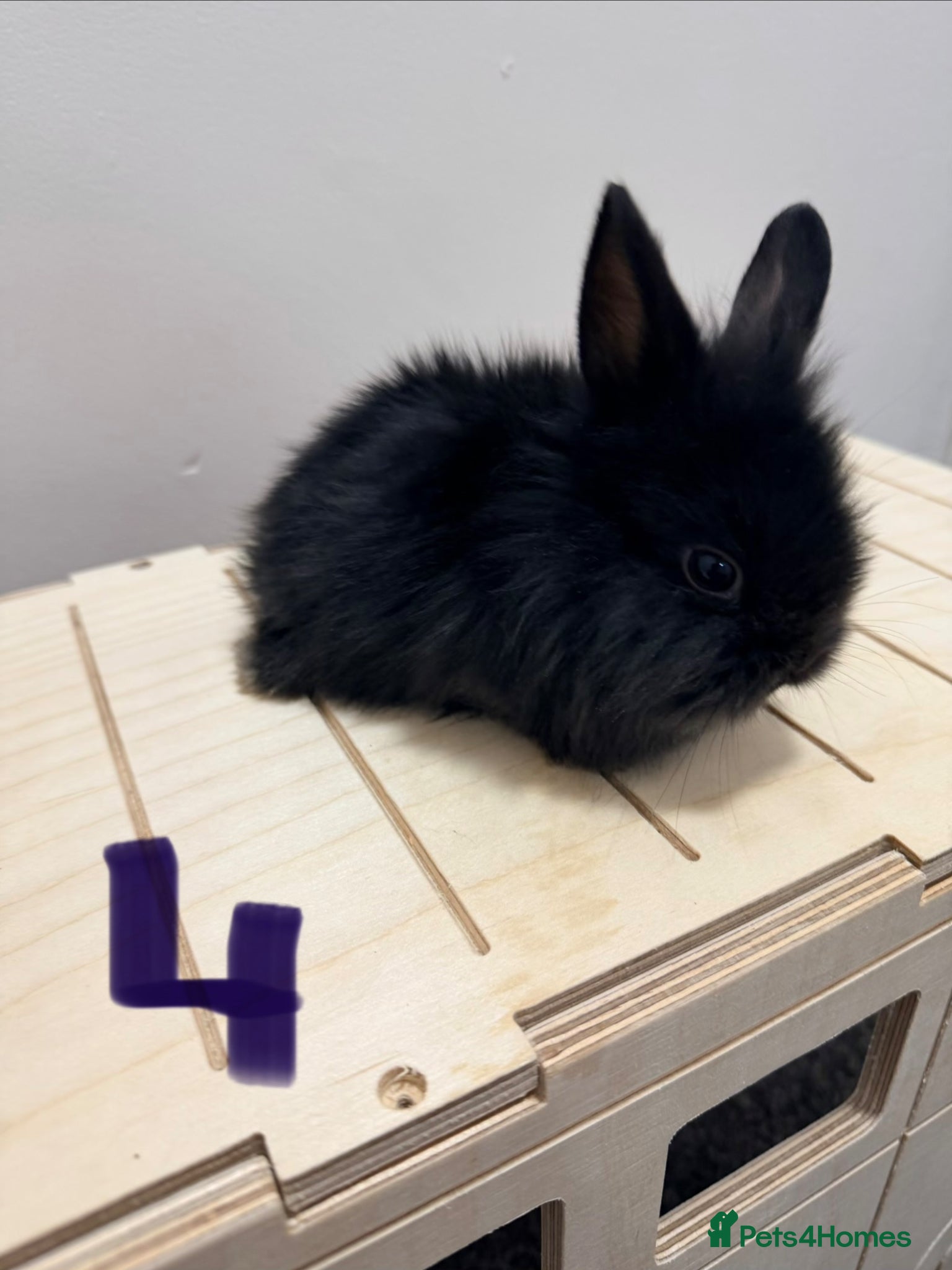 Lionhead rabbits Lionhead x dwarf  - Advert 10