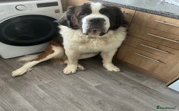 Saint Bernard dogs for sale: Saint bernard - Advert 1