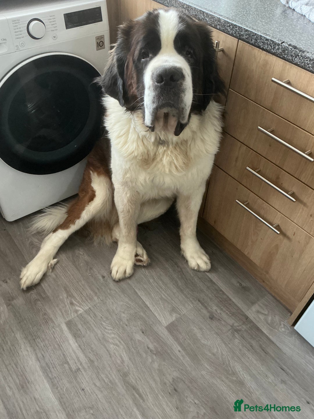 Saint Bernard dogs for sale: Saint bernard - Advert 1