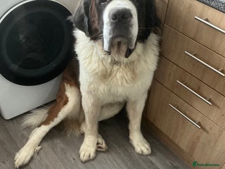 Saint Bernard dogs for sale: Saint bernard - Advert 1