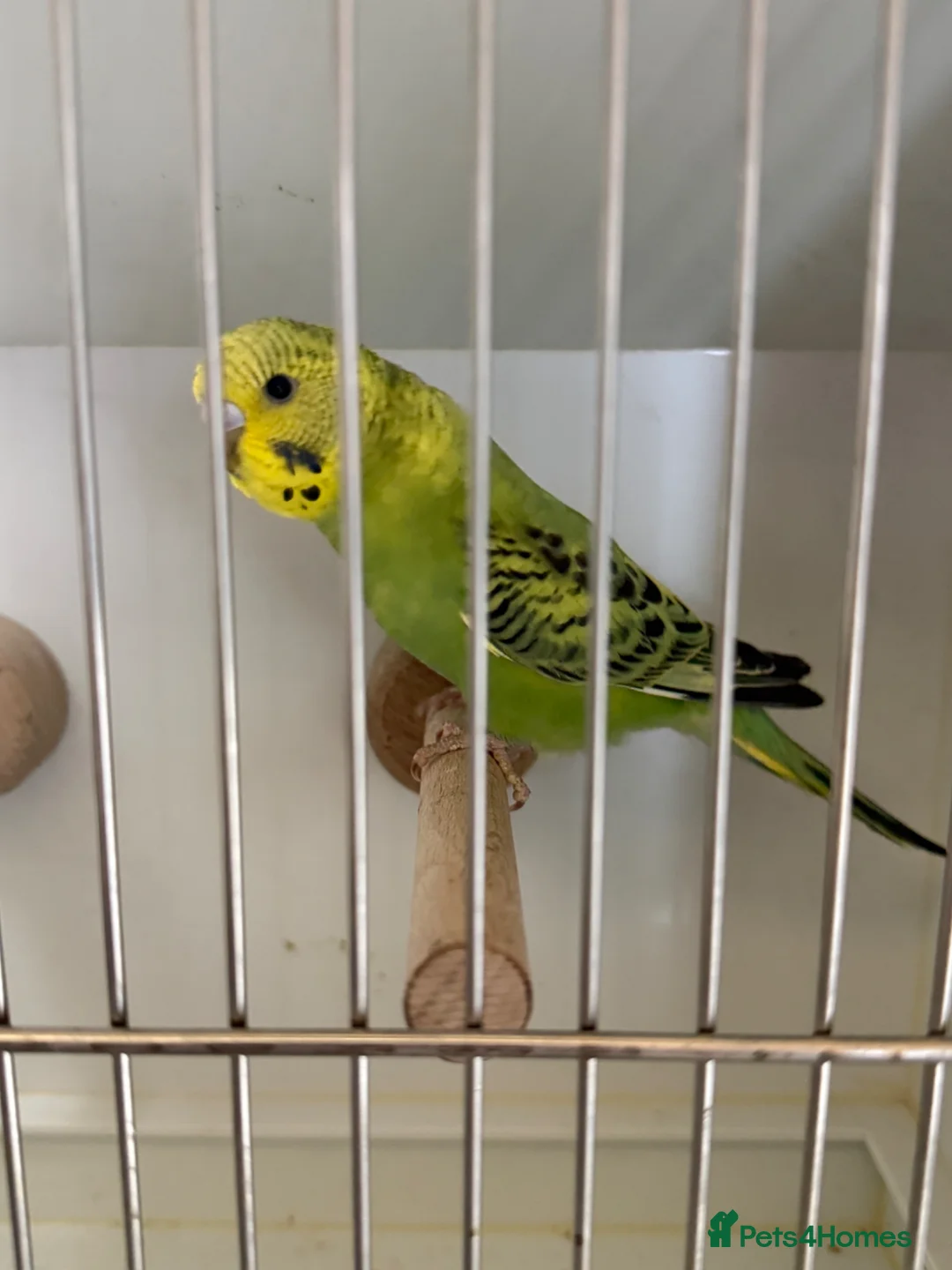 Budgerigars birds for sale: Baby budgies for sale in Bilston - Advert 3