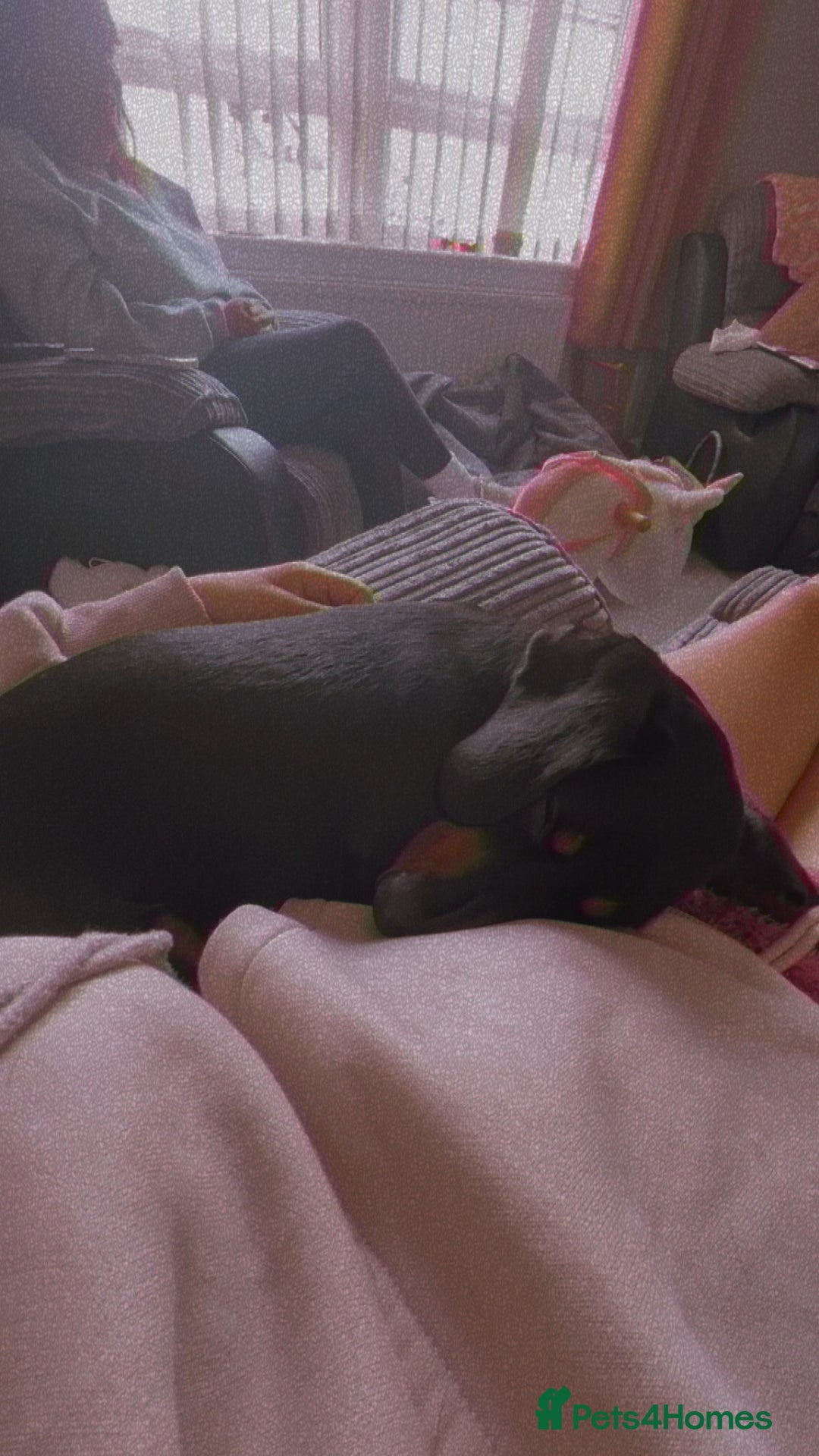 Miniature Dachshund dogs for sale: Annie Mini dachshund  - Advert 4