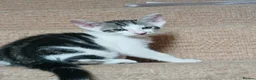 Mixed Breed cats for sale: Siamese X Domestic cat in Cwmbran - Advert 2
