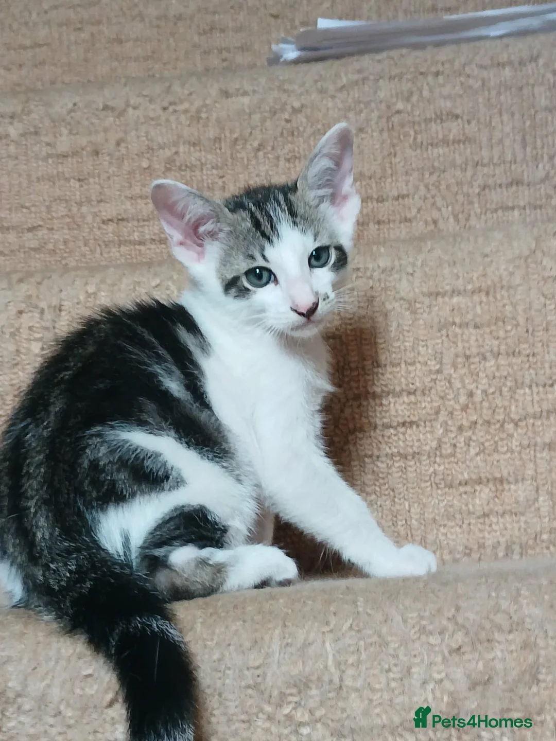 Mixed Breed cats for sale: Siamese X Domestic cat in Cwmbran - Advert 2