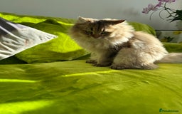 British Longhair cats for sale: British Longhair Kitten for sale  - Image 12