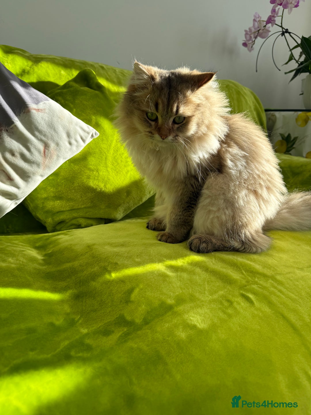 British Longhair cats for sale: British Longhair Kitten for sale  - Image 12