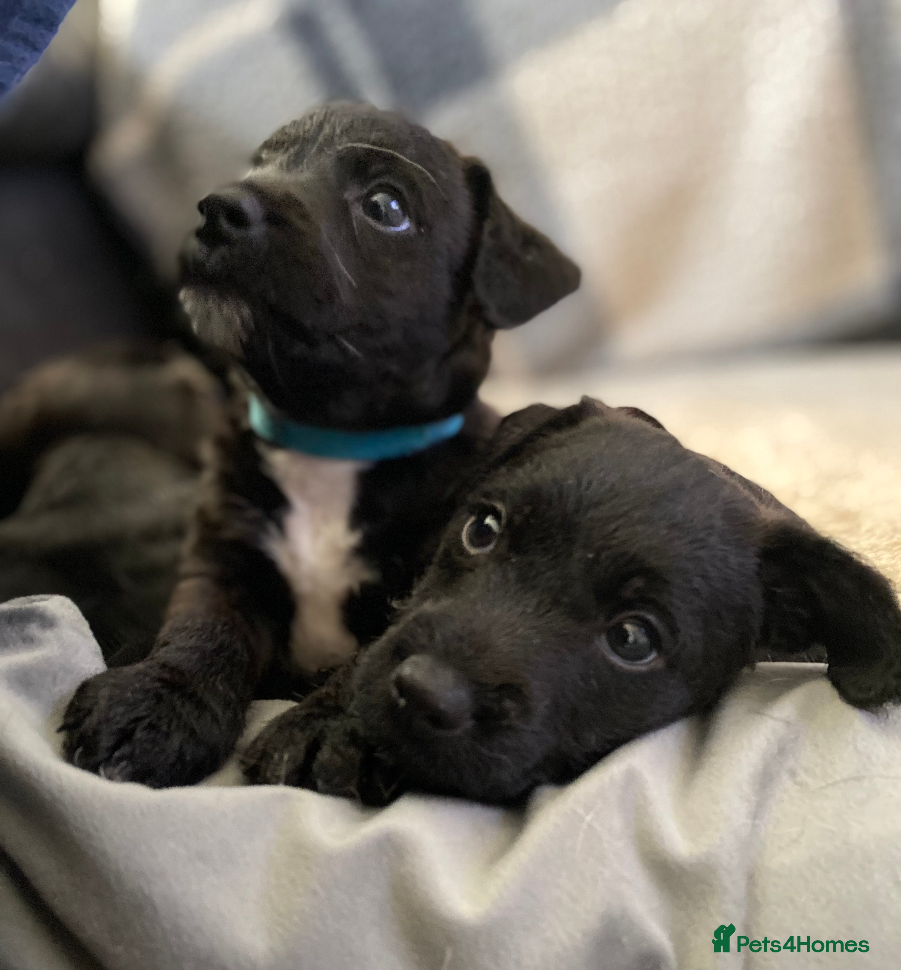 Patterjack dogs Patterjack puppies ** NEW YEAR NEW ADDITION** in Wallsend - Advert 7